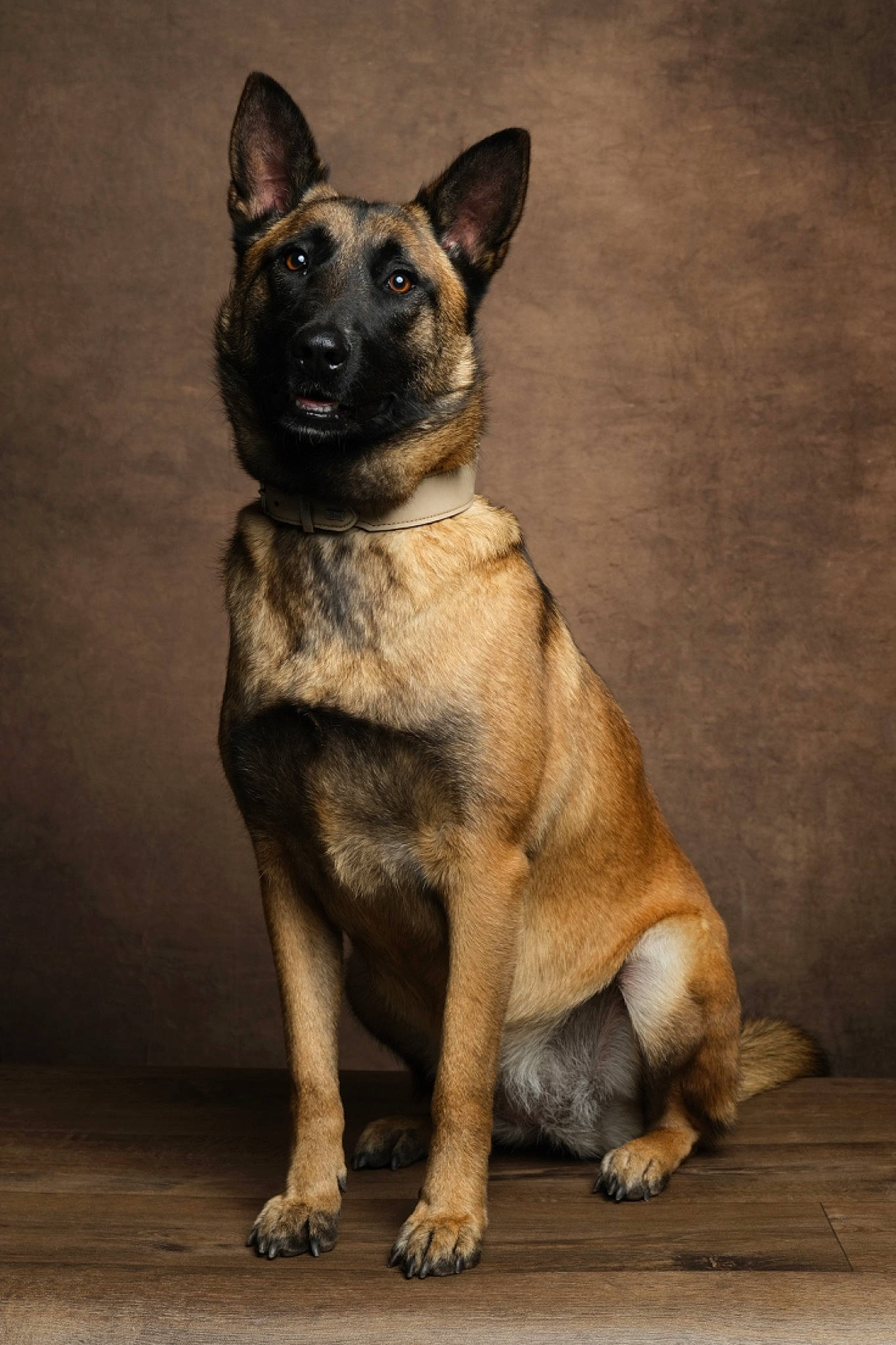 Luna participe au concours pour gagner de l'argent avec cette photo : ancient_dog_breeds, canidae, carnivore, companion_dog, dog, dog_breed, fawn, fur, guard_dog, non_sporting_group, snout, sporting_group, tail, terrestrial_animal, whiskers, wildlife, working_animal, working_dog