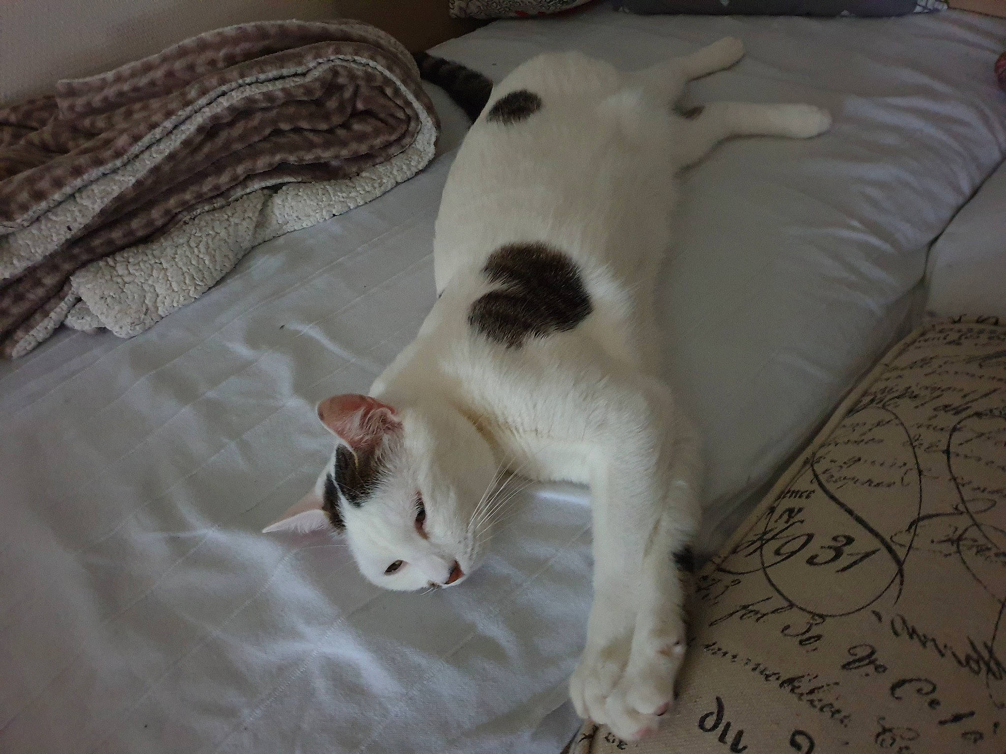 Curly participe au concours pour gagner de l'argent avec cette photo : canidae, carnivore, cat, companion_dog, dog_breed, felidae, mammal, paw, small_to_medium_sized_cats, tail, whiskers