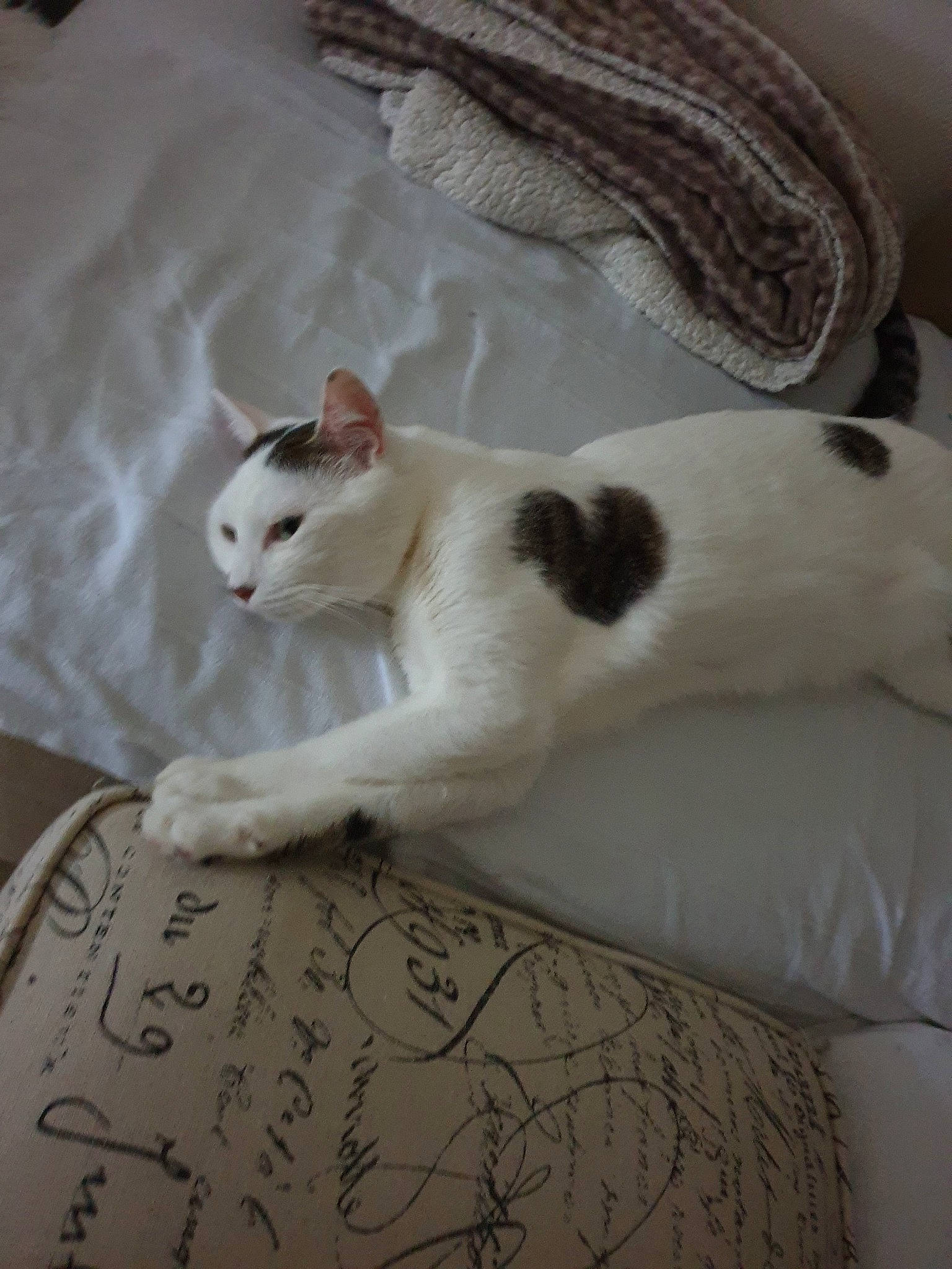 Curly participe au concours pour gagner de l'argent avec cette photo : carnivore, cat, fawn, felidae, kitten, paw, small_to_medium_sized_cats, tail, whiskers