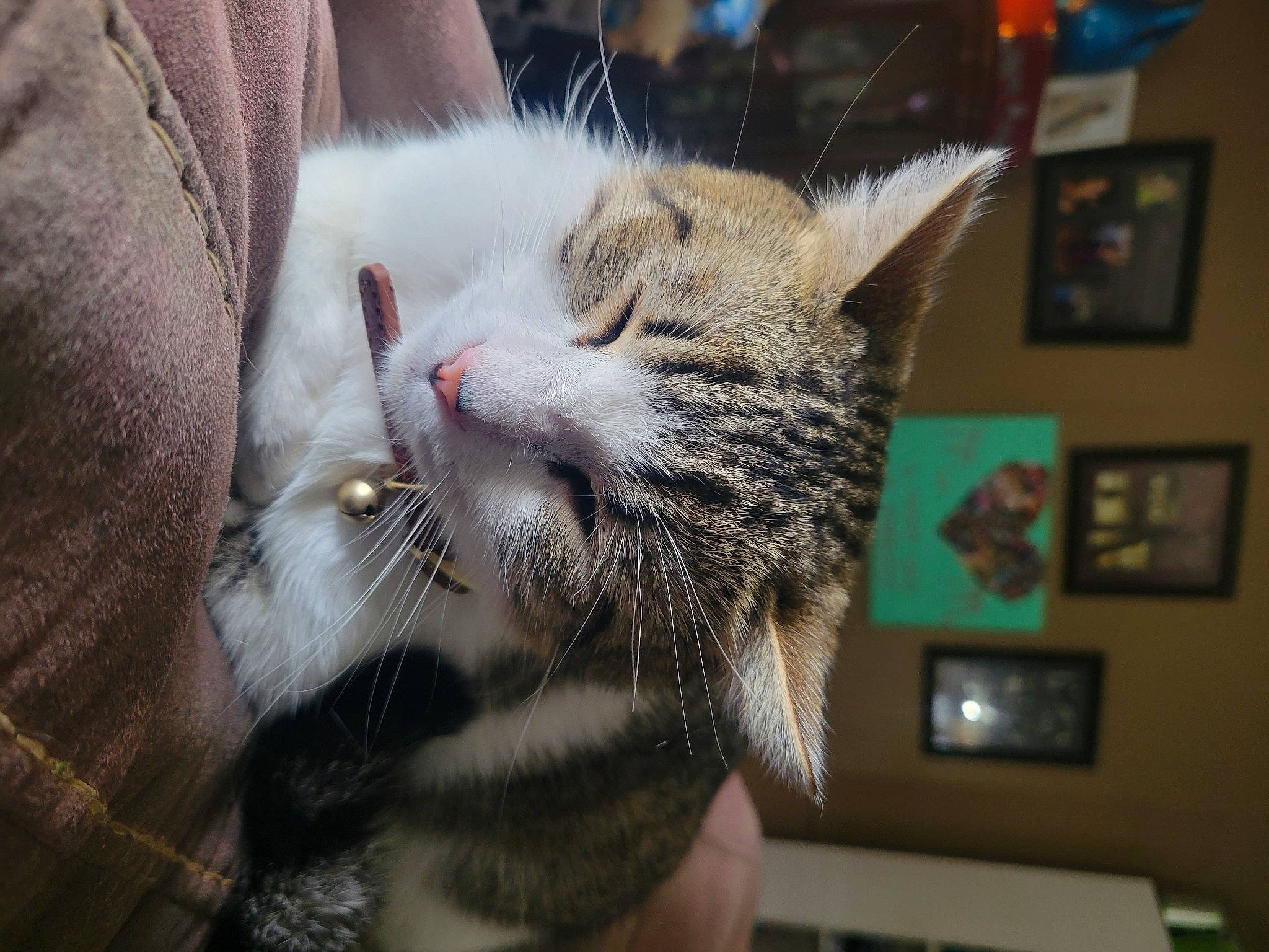 Ollie is registered to the contest to win money with this photo: carnivore, cat, claw, comfort, domestic_short_haired_cat, ear, felidae, fur, paw, picture_frame, small_to_medium_sized_cats, snout, tail, whiskers