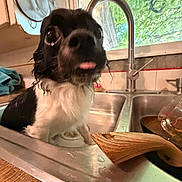 Oreo joined the competition — help win amazing prizes! dog, wet, sink, kitchen, tongue_out, black_and_white, faucet, window, greenery, wooden_spoon, countertop, playful, pet, domestic, animal, water, cute, indoor, closeup, curious