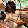 dog, wet, sink, kitchen, tongue_out, black_and_white, faucet, window, greenery, wooden_spoon, countertop, playful, pet, domestic, animal, water, cute, indoor, closeup, curious