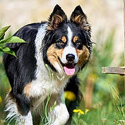 Rasta a rejoint le concours — aidez-le/la à gagner de superbes lots ! animal, border_collie, canine, dog, ears_up, flower, fur, garden, grass, greenery, happy, leaf, muzzle, nature, outdoor, pet, snout, sunlight, tongue_out, walking