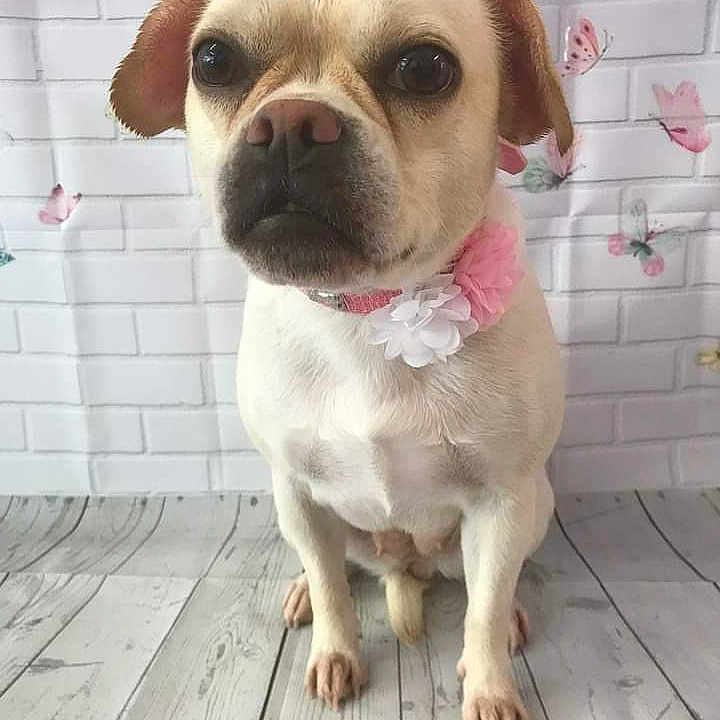 Mollie May