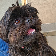 Princesse participe au concours pour gagner de l'argent avec cette photo : animal, black_dog, close_up, companion, cute, dog, eyes, fluffy, fur, happy, human_leg, jeans, lap, looking_up, open_mouth, outdoor, pavement, pet, teeth, wall