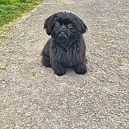 Princesse participe au concours pour gagner de l'argent avec cette photo : dog, puppy, black_dog, furry, small_dog, sitting, gravel_path, pavement, grass, outdoor, pet, portrait, cute, big_eyes, long_fur, front_view, looking_up, companion, animal, adorable