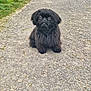 dog, puppy, black_dog, furry, small_dog, sitting, gravel_path, pavement, grass, outdoor, pet, portrait, cute, big_eyes, long_fur, front_view, looking_up, companion, animal, adorable