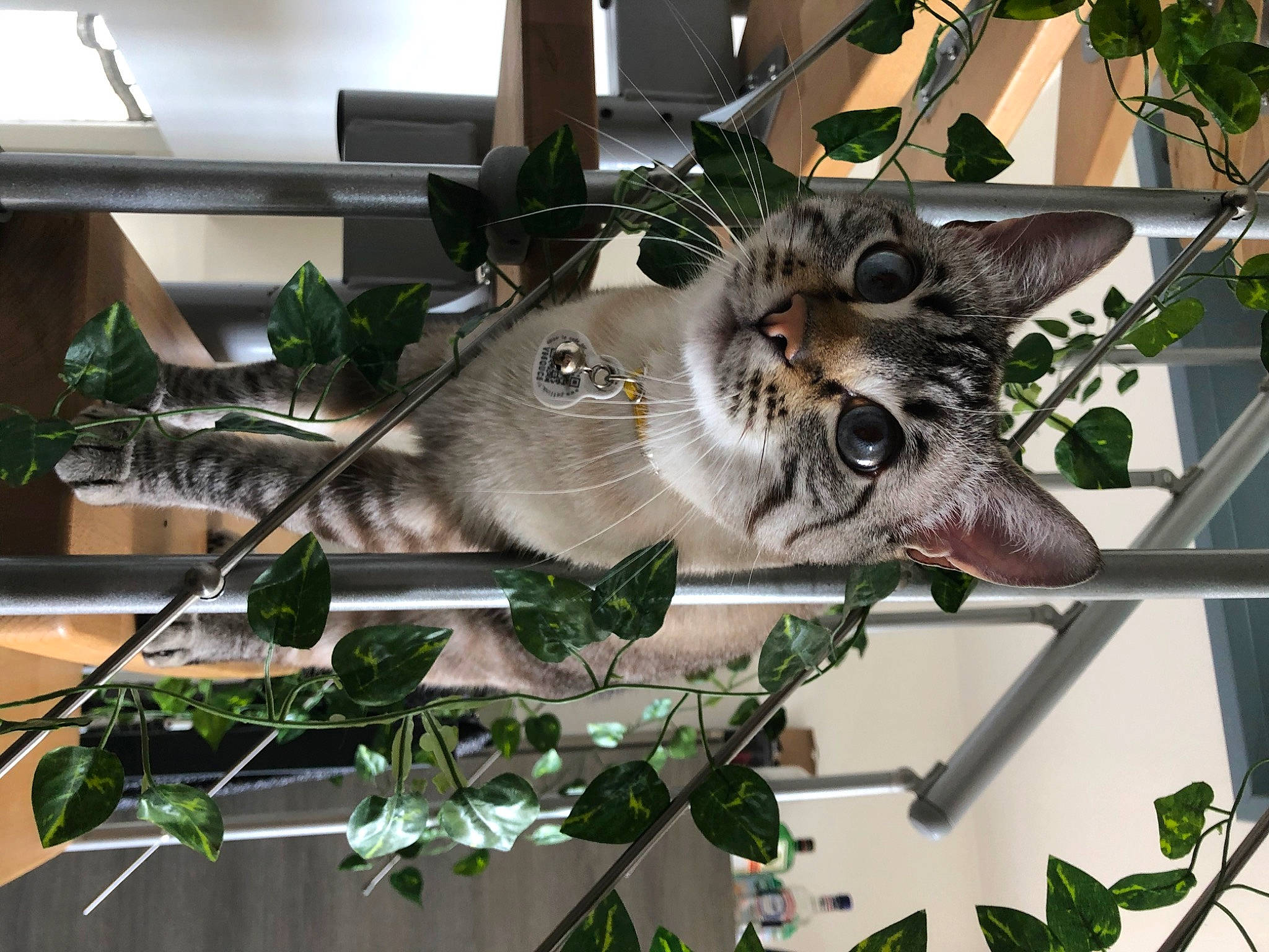 Bueno a rejoint le concours — aidez-le/la à gagner de superbes lots ! asian, carnivore, cat, domestic_short_haired_cat, european_shorthair, felidae, kitten, plant, small_to_medium_sized_cats, tabby_cat, tree, whiskers