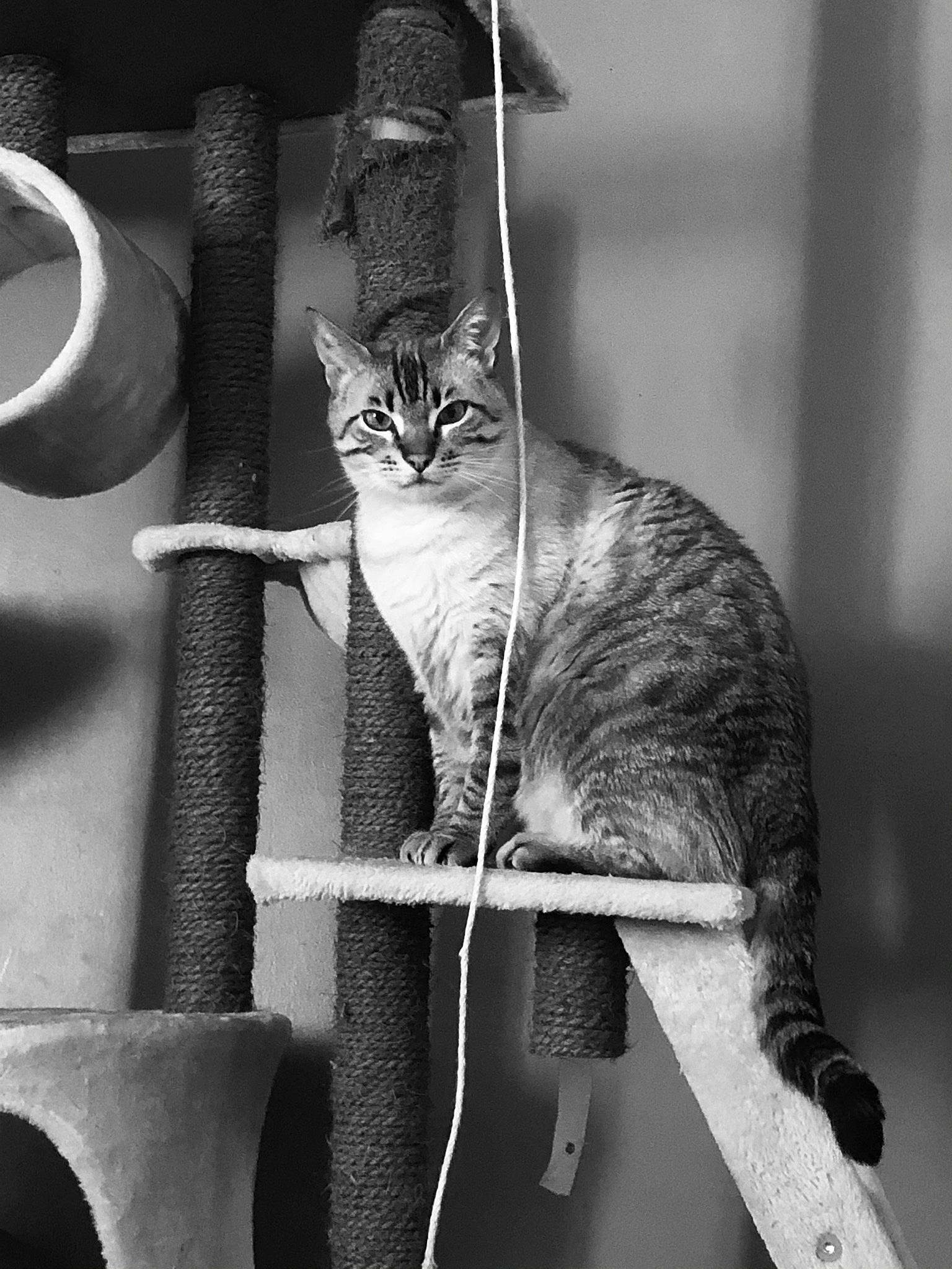 Bueno participe au concours pour gagner de l'argent avec cette photo : black, black_and_white, carnivore, cat, curious, domestic_short_haired_cat, felidae, fur, grey, metal, monochrome, monochrome_photography, photograph, small_to_medium_sized_cats, snapshot, snout, style, tail, whiskers, white
