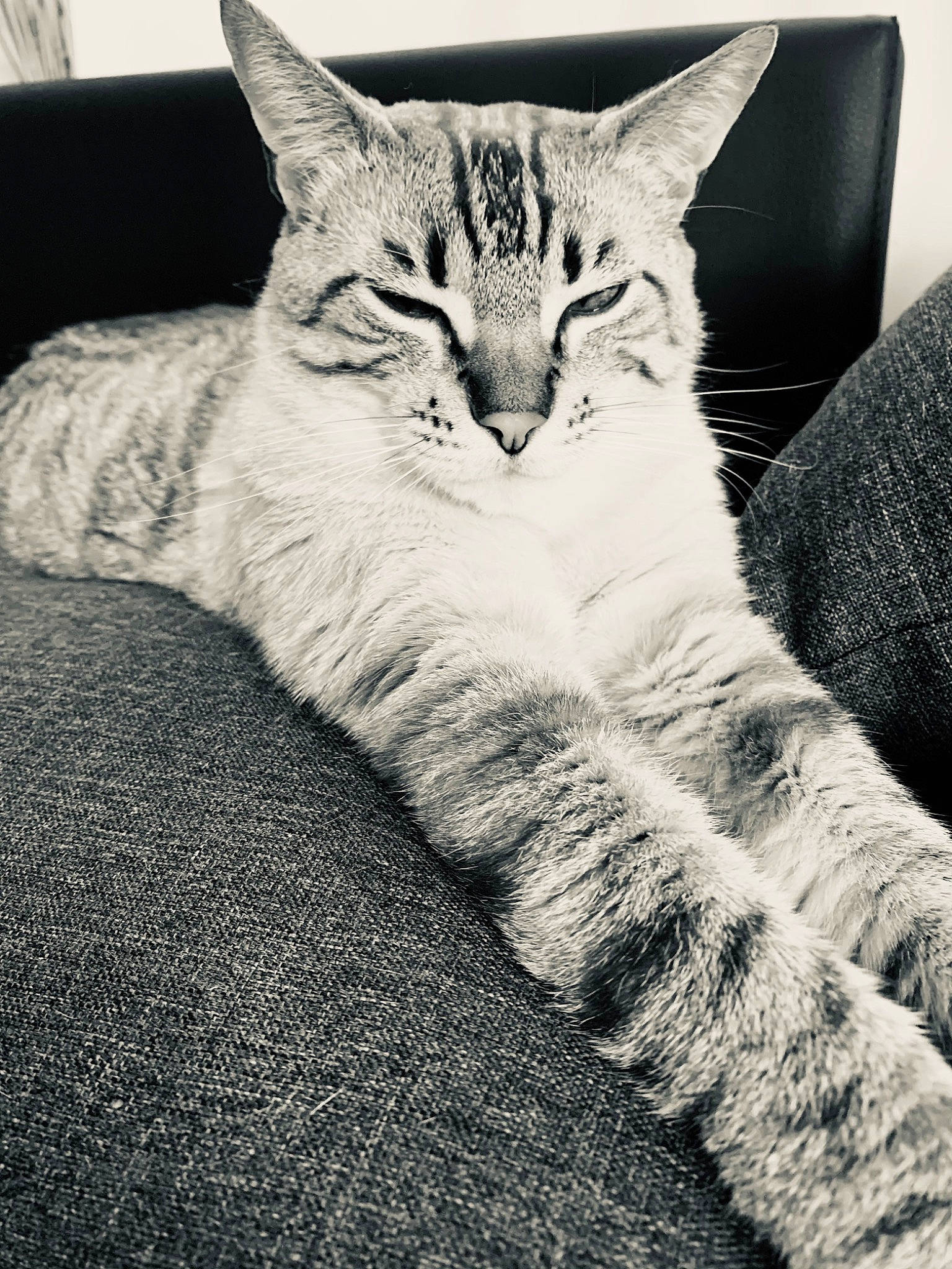 Bueno participe au concours pour gagner de l'argent avec cette photo : carnivore, cat, claw, comfort, domestic_short_haired_cat, door, felidae, fur, grey, metal, monochrome, monochrome_photography, paw, sitting, small_to_medium_sized_cats, snout, tail, tree, whiskers, wildlife