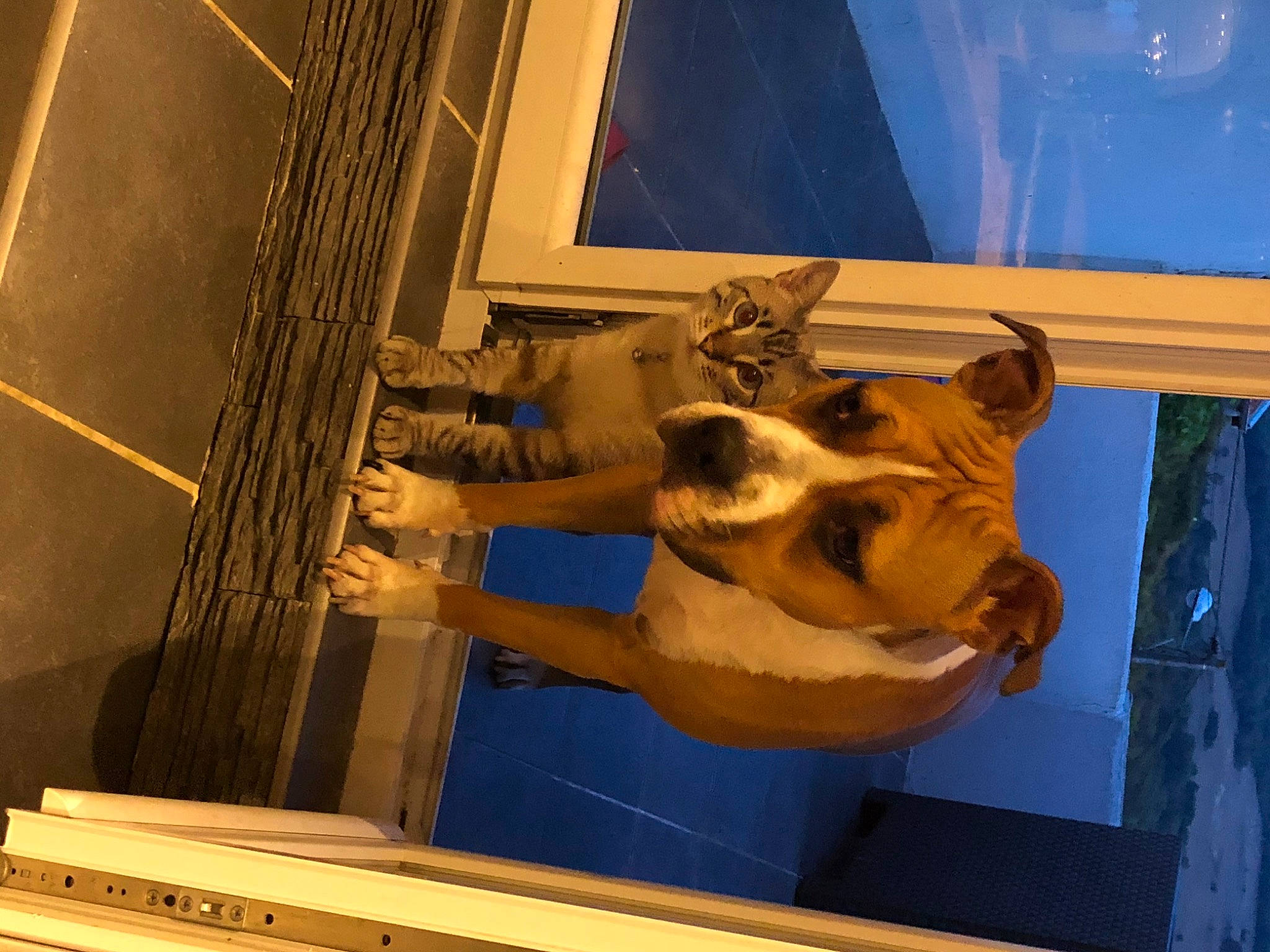 Kara participe au concours pour gagner de l'argent avec cette photo : art, canidae, fawn