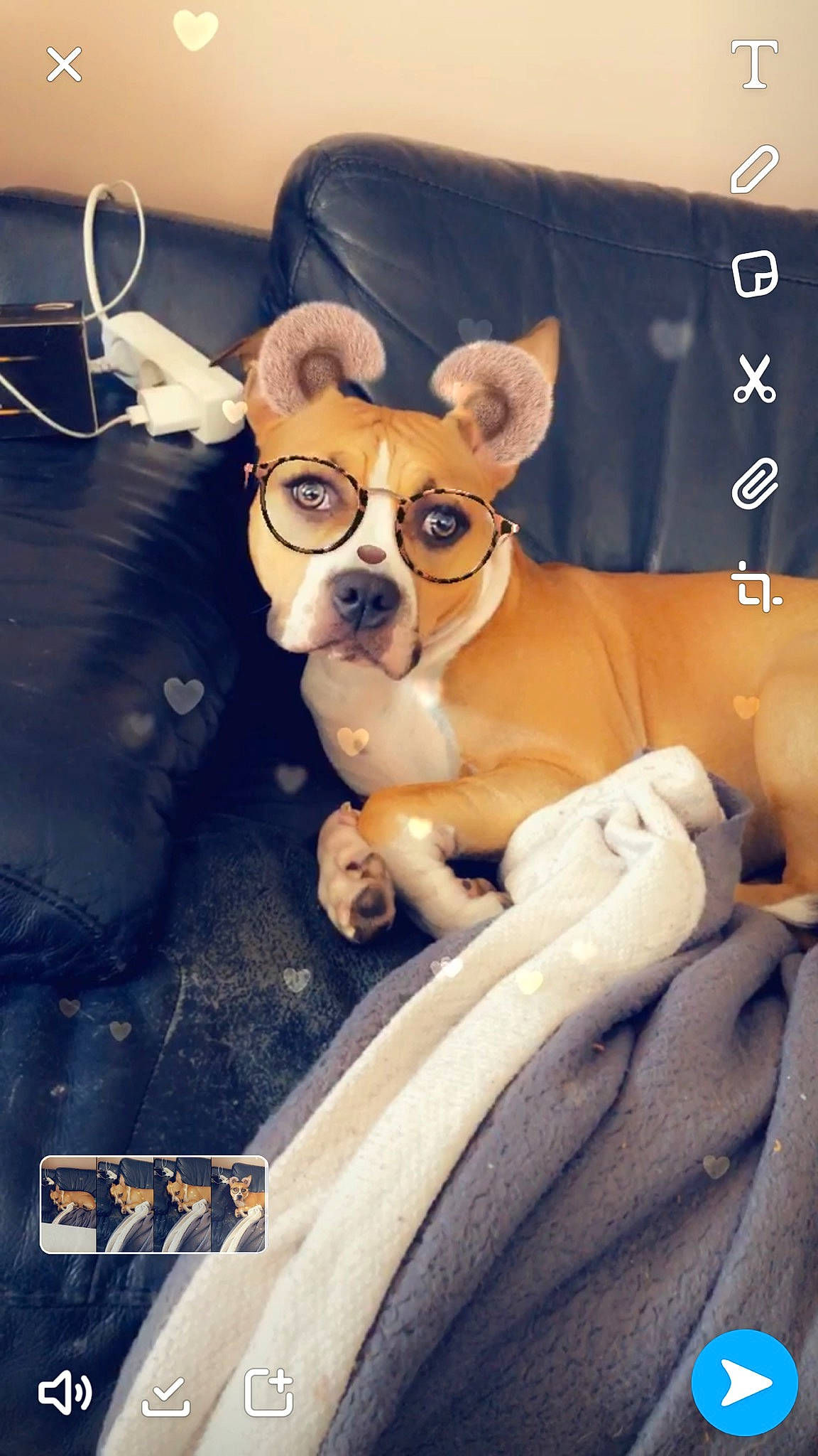 Kara a rejoint le concours — aidez-le/la à gagner de superbes lots ! canidae, carnivore, chihuahua, companion_dog, dog, dog_breed, fawn, mammal, snout, sporting_group, toy_dog