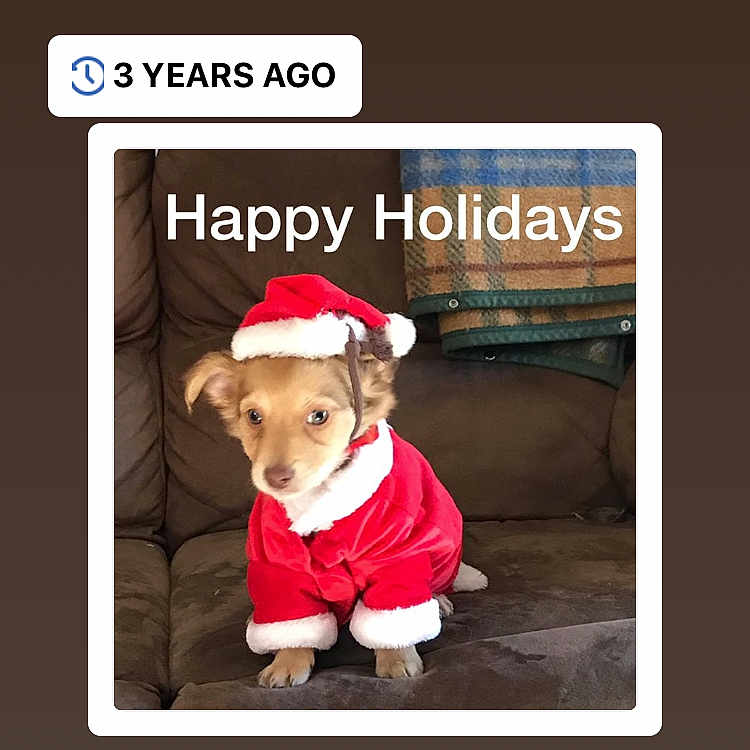 Yogi joined the competition — help win amazing prizes! font, photo_caption, photography, text