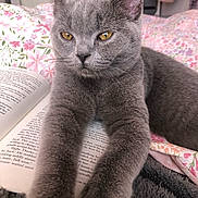 Sonny joined the competition — help win amazing prizes! animal, bed, blanket, book, cat, closeup, cozy, cute, floral_pattern, fur, golden_eyes, gray_cat, indoor, mammal, paws, pet, reading, relaxed, sleepy, stretching