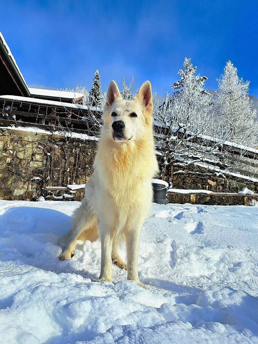 Jude a rejoint le concours — aidez-le/la à gagner de superbes lots ! canidae, carnivore, cloud, companion_dog, dog, dog_breed, electric_blue, fawn, freezing, ice_cap, sky, slope, snout, snow, spitz, sporting_group, tail, tree, wildlife, winter