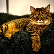 Titi participe au concours pour gagner de l'argent avec cette photo : cat, tabby, feline, pet, animal, fur, whiskers, paw, relaxed, indoor, cozy, blanket, black, striped, cute, mammal, laying, resting, soft, comfort