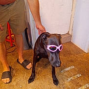 Sissy joined the competition — help win amazing prizes! accessories, adult, animal, canine, clothing, dog, footwear, glasses, male, man, pants, person, pet, puppy, sandal, shoe, shorts, strap, sunglasses, wood