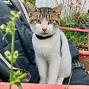 Tank joined the competition — help win amazing prizes! cat, animal, outdoor, greenery, seat, black_seat, yellow_eyes, fur, whiskers, plant, nature, pet, curious, sitting, close_up, young_cat, feline, ears, face, collar