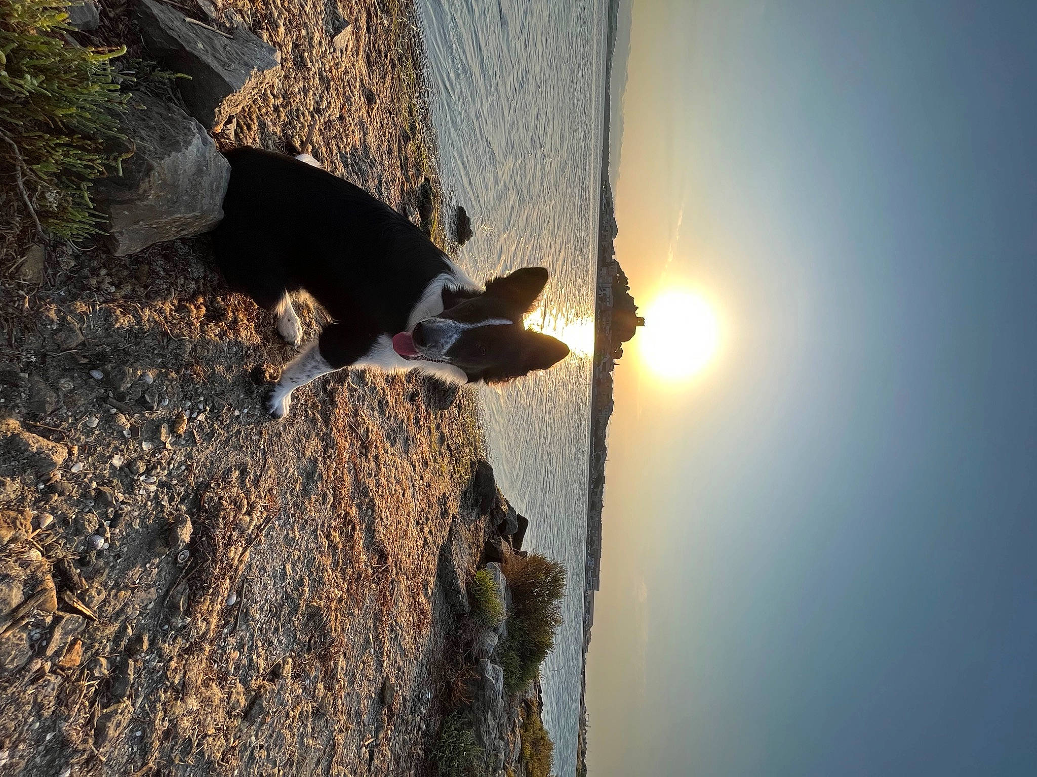 Tokyo participe au concours pour gagner de l'argent avec cette photo : bedrock, carnivore, coast, dog, heat, horizon, landscape, leisure, plant, recreation, reflection, rock, shadow, sky, soil, sunlight, tree, trunk, water, wood