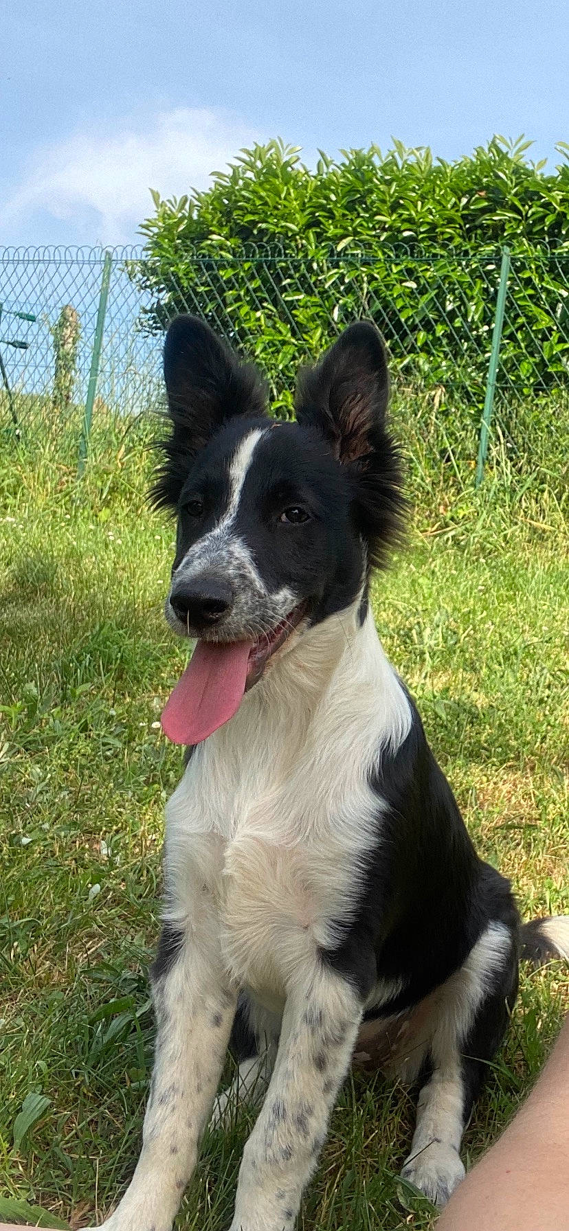 Tokyo a rejoint le concours — aidez-le/la à gagner de superbes lots ! carnivore, collar, companion_dog, dog, dog_breed, dog_collar, grass, grassland, herding_dog, plant, sky, sporting_group, tail, whiskers, working_animal, working_dog