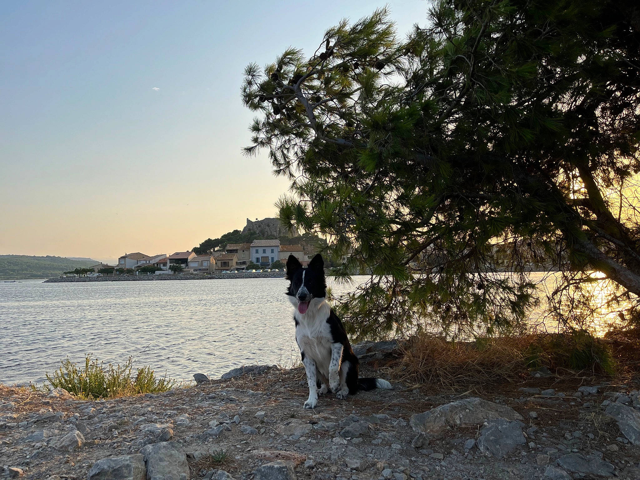 Tokyo participe au concours pour gagner de l'argent avec cette photo : bank, beach, canidae, carnivore, coastal_and_oceanic_landforms, companion_dog, dog, dog_breed, horizon, lake, landscape, leisure, plant, reservoir, rock, sky, sporting_group, tree, water, water_resources