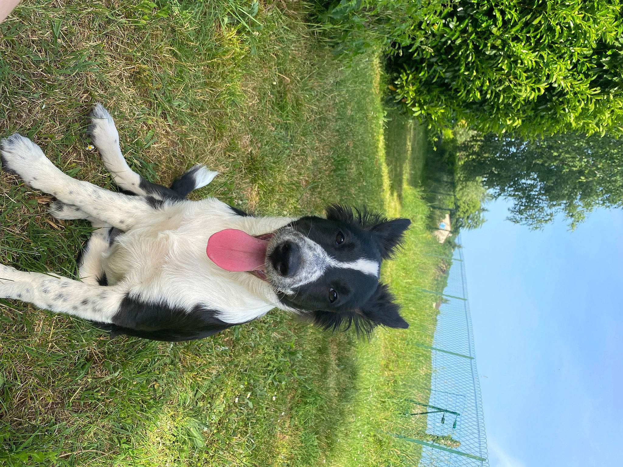 Tokyo participe au concours pour gagner de l'argent avec cette photo : canidae, carnivore, collar, companion_dog, dog, dog_breed, fawn, grass, non_sporting_group, pasture, plant, pole, sky, sporting_group, tail, tree, wing, working_animal, working_dog