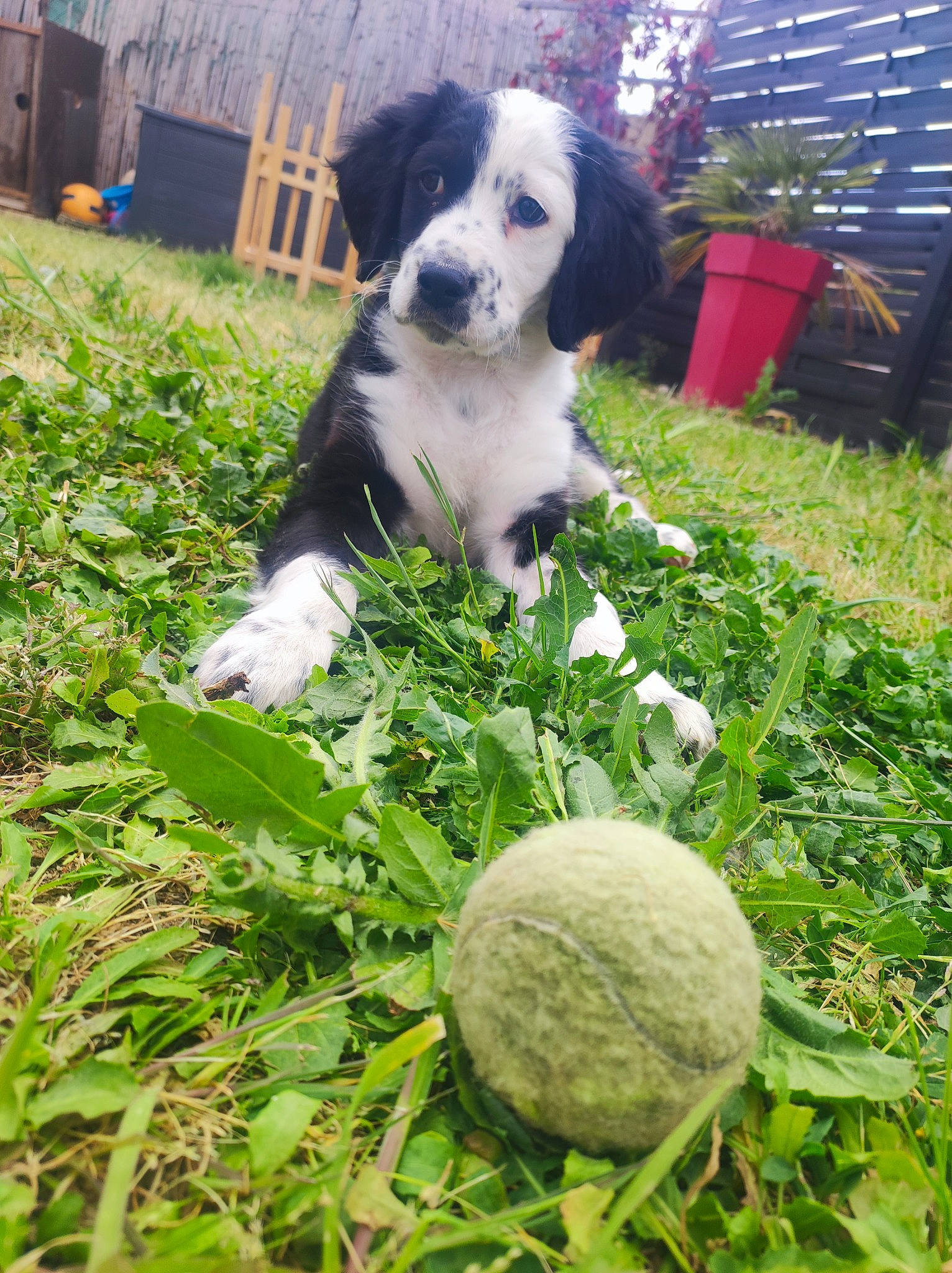 Vasko a rejoint le concours — aidez-le/la à gagner de superbes lots ! annual_plant, carnivore, chair, companion_dog, cruciferous_vegetables, dog, dog_breed, flowerpot, garden, gardening, grass, green, groundcover, gun_dog, herb, leaf_vegetable, natural_foods, plant, wild_cabbage, yard