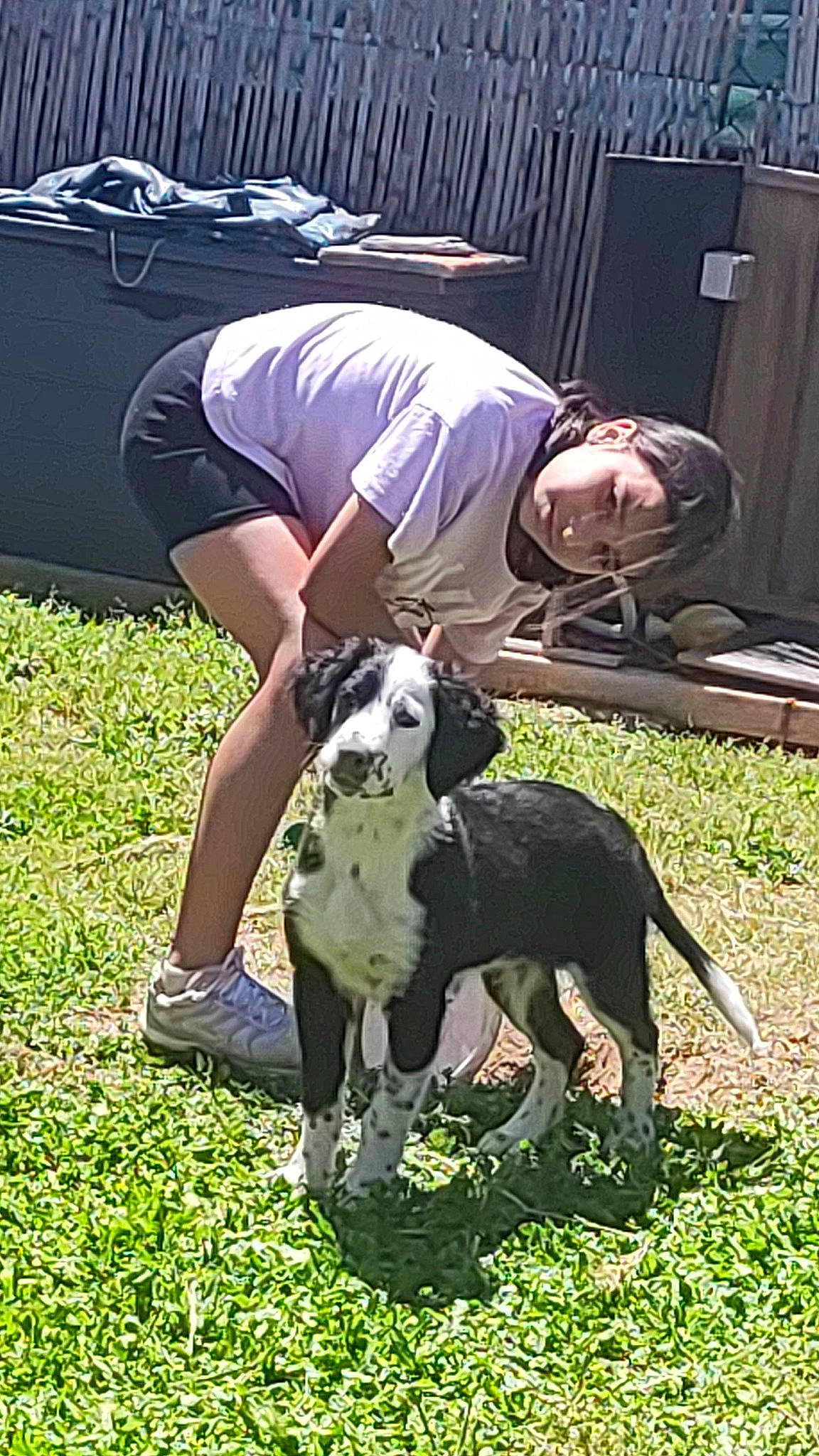 Vasko a rejoint le concours — aidez-le/la à gagner de superbes lots ! canidae, carnivore, companion_dog, dog, dog_breed, fawn, grass, guard_dog, hunting_dog, non_sporting_group, plant, shorts, sporting_group, working_animal, working_dog