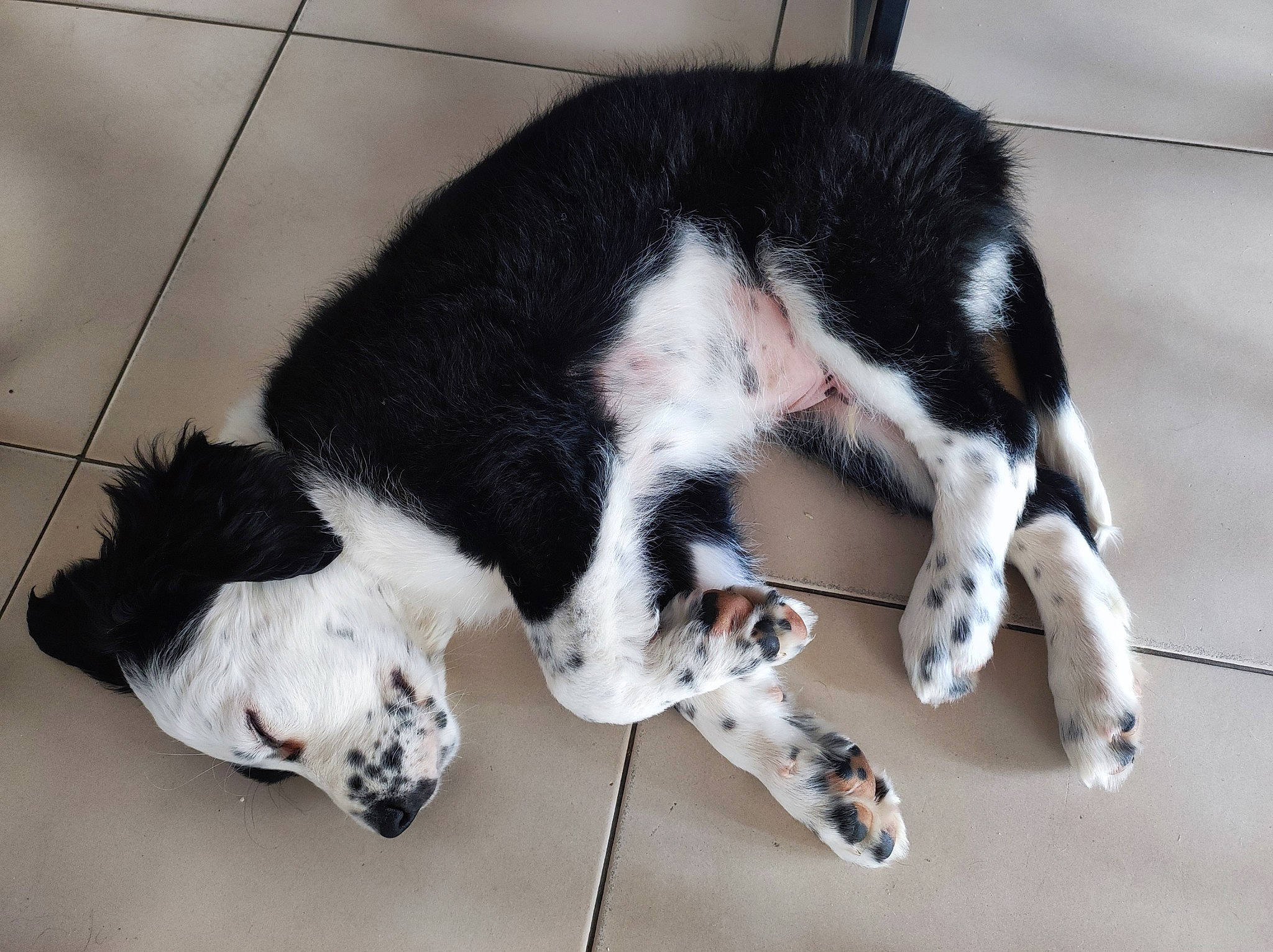 Vasko a rejoint le concours — aidez-le/la à gagner de superbes lots ! canidae, carmine, carnivore, cat, claw, companion_dog, dog_breed, domestic_short_haired_cat, felidae, fur, nap, paw, small_to_medium_sized_cats, snout, sporting_group, tail, whiskers