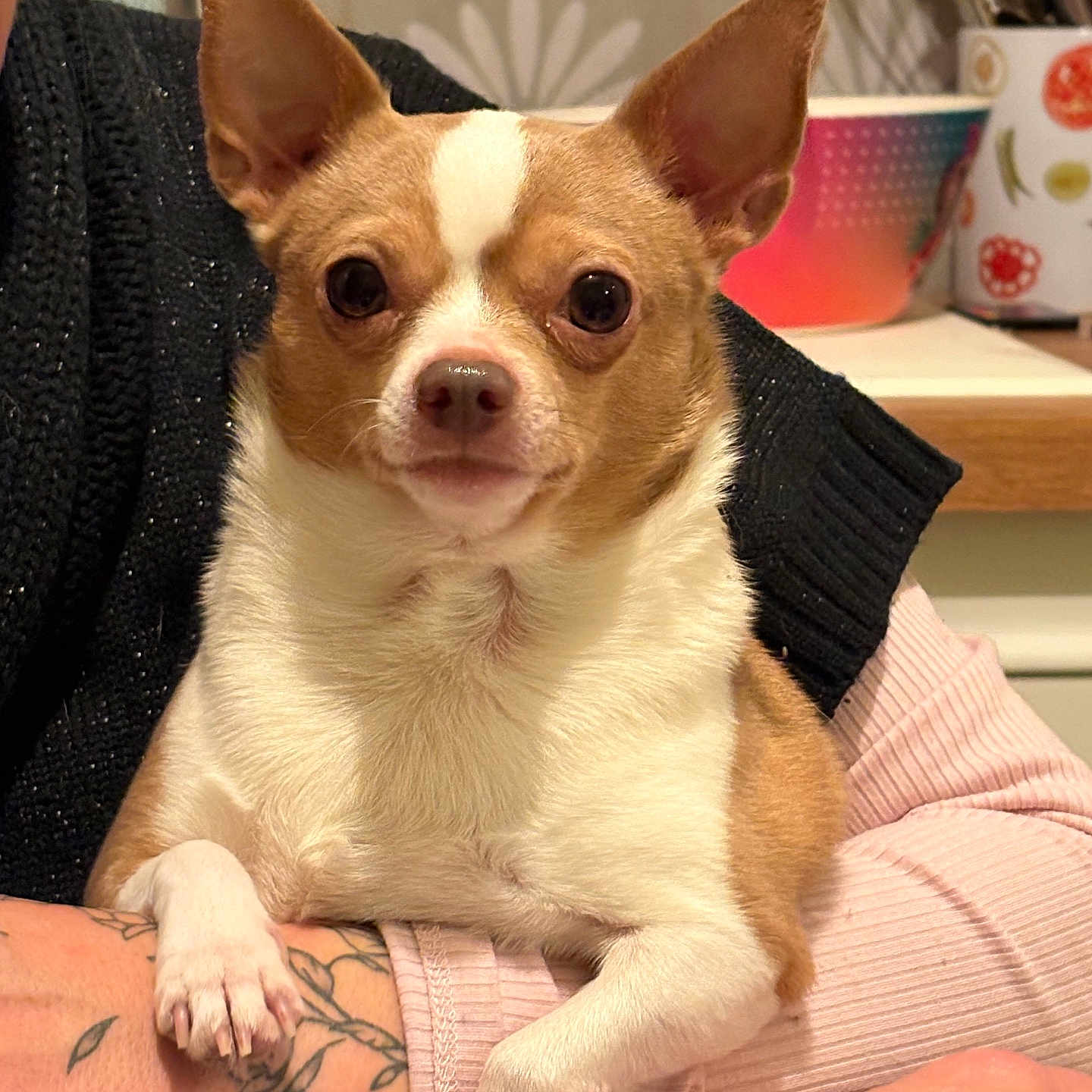 Caramel a rejoint le concours — aidez-le/la à gagner de superbes lots ! animal, arm, bodypart, bulldog, canine, chihuahua, couch, cup, dog, finger, frenchbulldog, furniture, hand, indoors, interiordesign, person, pet, puppy, skin, tattoo