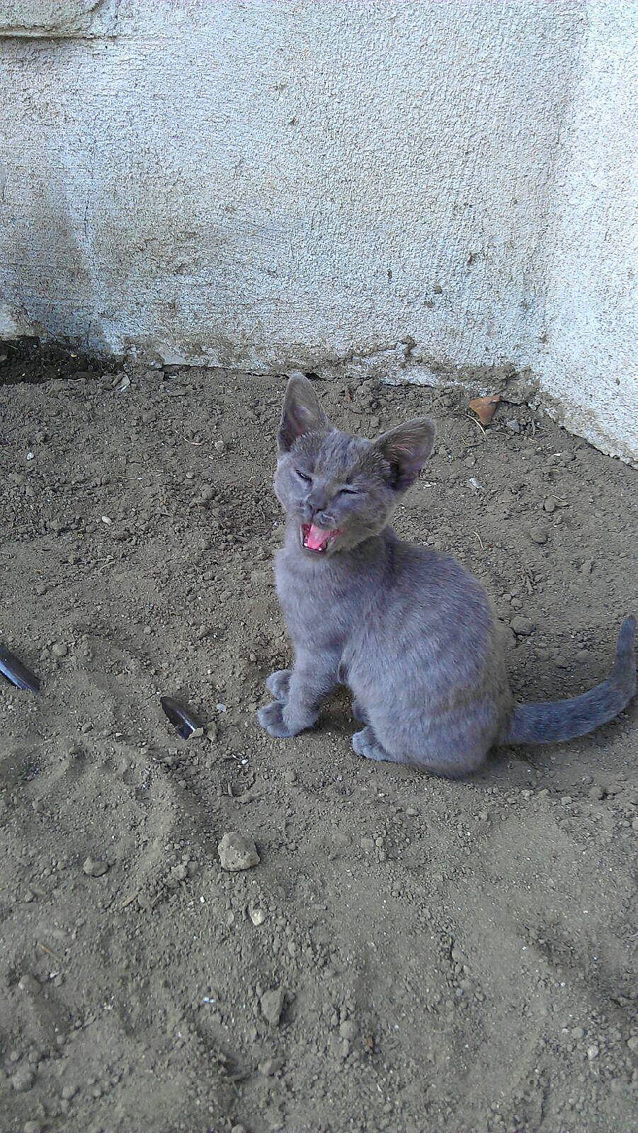 Tom is registered to the contest to win money with this photo: carnivore, cat, domestic_short_haired_cat, european_shorthair, eye, felidae, german_rex, kitten, organism, polydactyl_cat, sand, small_to_medium_sized_cats, soil, street, whiskers