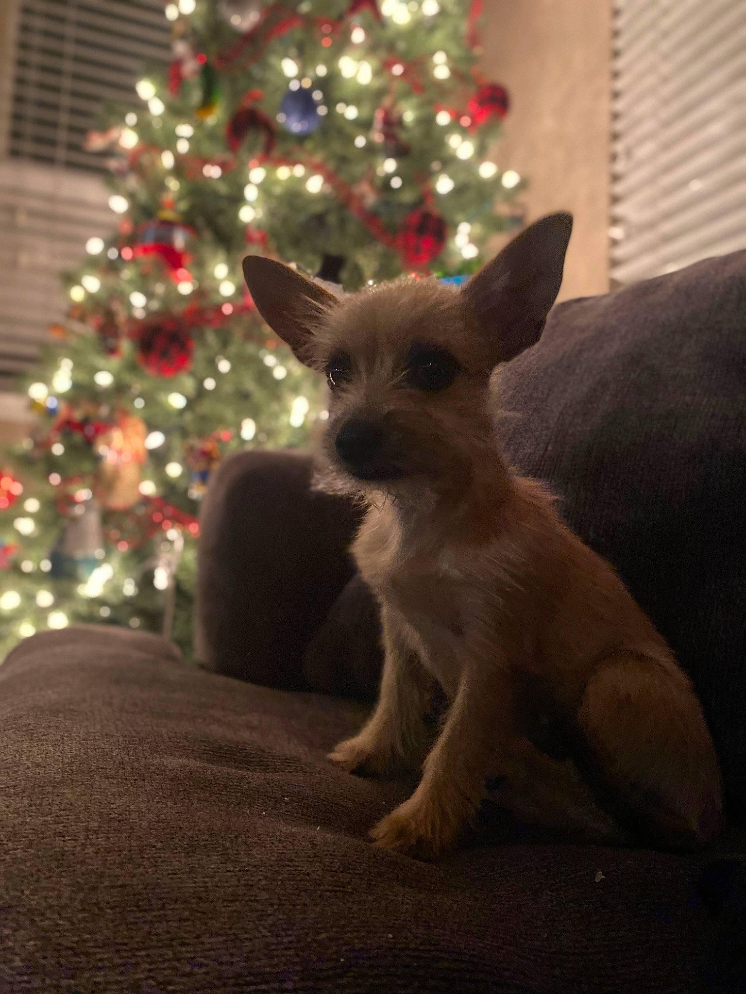 Bailey is registered to the contest to win money with this photo: carnivore, christmas_decoration, christmas_ornament, christmas_tree, companion_dog, dog, dog_breed, event, evergreen, fawn, felidae, fur, holiday, holiday_ornament, light, ornament, snout, toy_dog, whiskers, working_animal