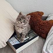 Chibi a rejoint le concours — aidez-le/la à gagner de superbes lots ! kitten, cat, gray_cat, book, pillow, plush_toy, teddy_bear, floor, wood_floor, indoor, cute, pet, feline, animal, cozy, soft, small_animal, curious, sitting, home