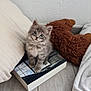 kitten, cat, gray_cat, book, pillow, plush_toy, teddy_bear, floor, wood_floor, indoor, cute, pet, feline, animal, cozy, soft, small_animal, curious, sitting, home
