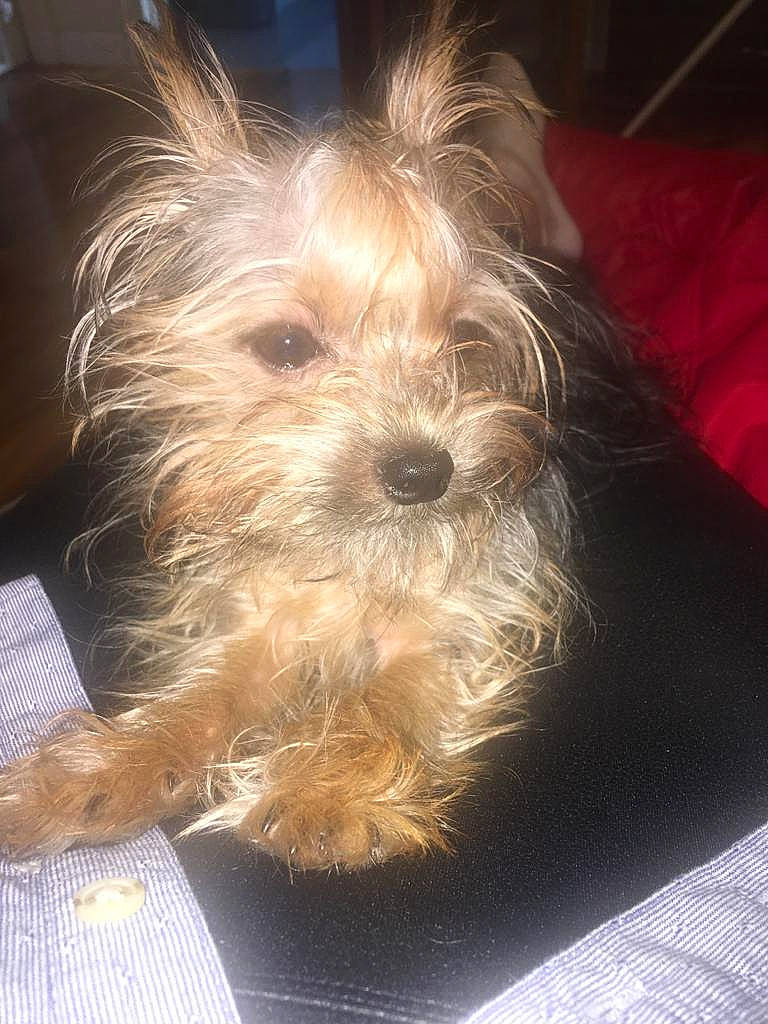 Keo joined the competition — help win amazing prizes! australian_silky_terrier, australian_terrier, canidae, carnivore, companion_dog, dog, dog_breed, dog_supply, non_sporting_group, norwich_terrier, pet_supply, small_terrier, snout, terrier, toy_dog, working_animal, working_dog, yorkipoo, yorkshire_terrier