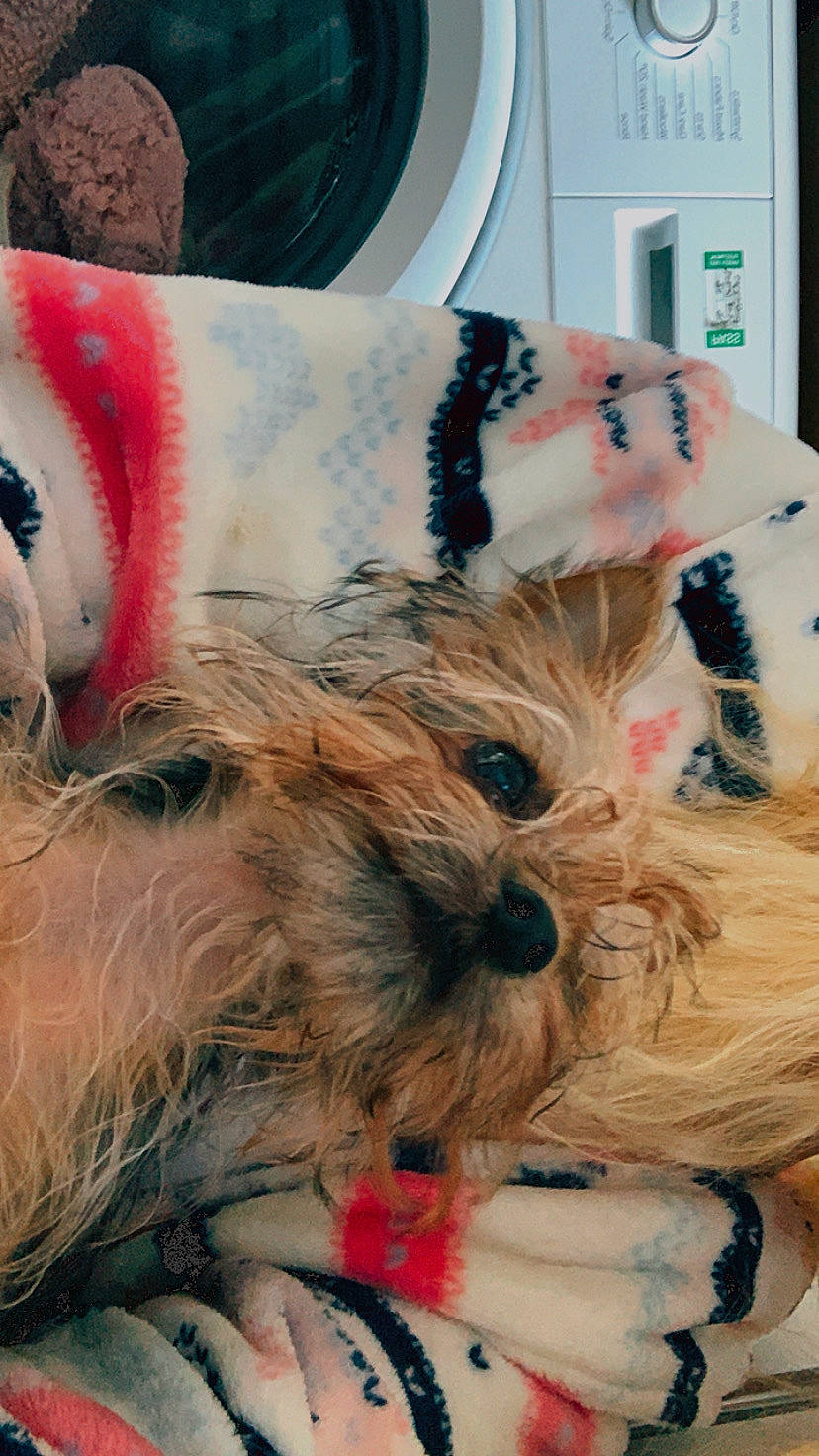 Keo is registered to the contest to win money with this photo: canidae, carnivore, companion_dog, dog, dog_breed, dog_clothes, dog_supply, fur, non_sporting_group, pet_supply, small_terrier, snout, sporting_group, stuffed_toy, terrier, toy, toy_dog, working_animal