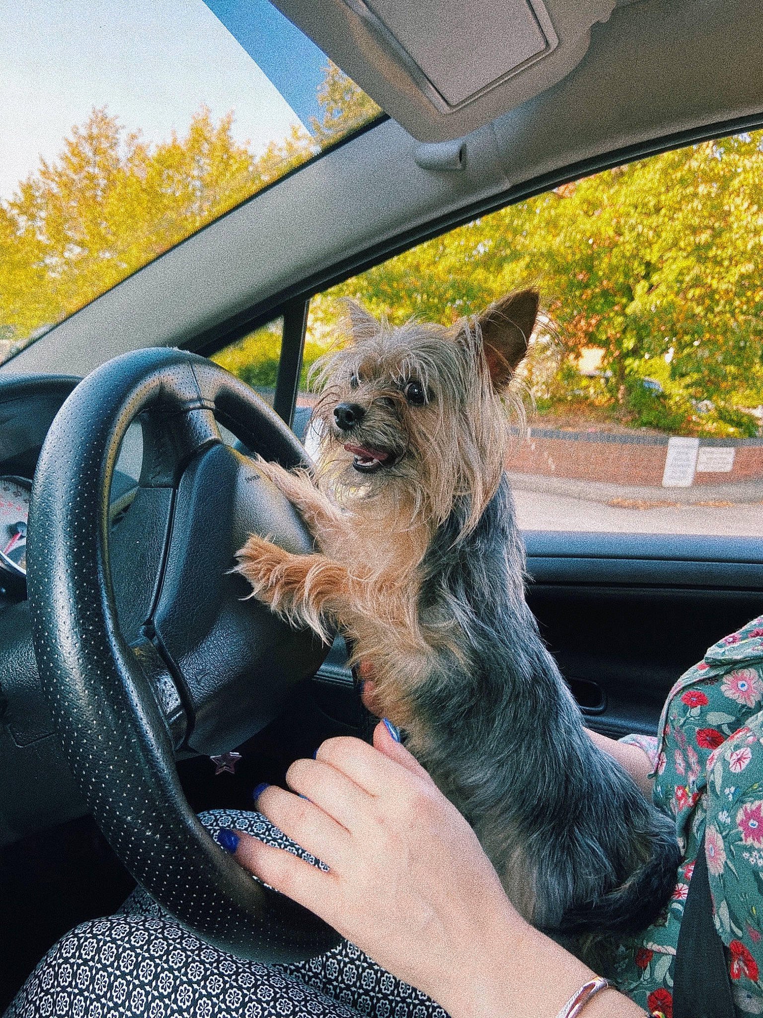 Keo is registered to the contest to win money with this photo: automotive_exterior, automotive_mirror, automotive_window_part, carnivore, dog, dog_breed, finger, glass, mammal, nail, small_terrier, snout, steering_part, steering_wheel, terrier, tints_and_shades, vehicle_door, vertebrate, windshield, wrist