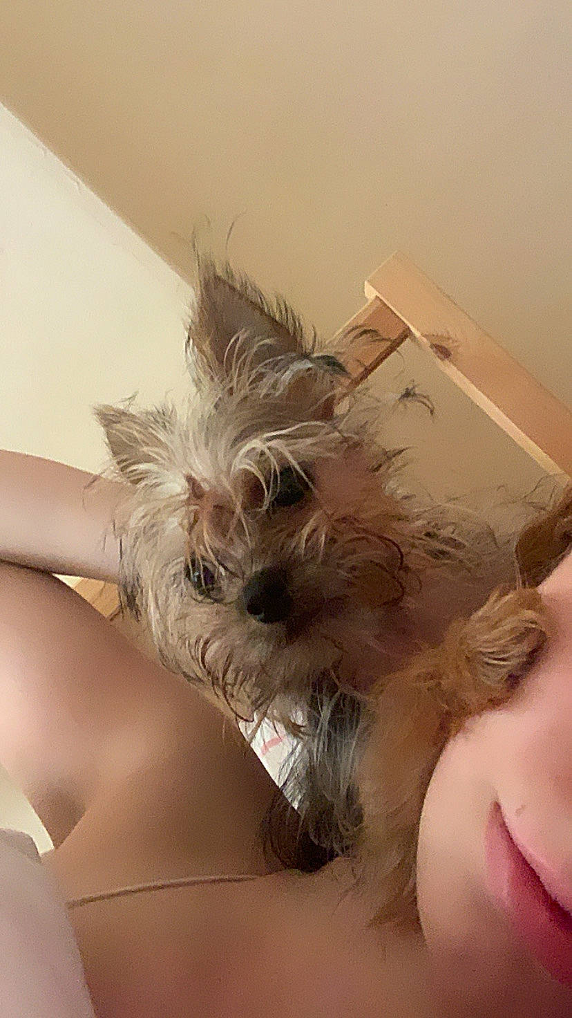 Keo is registered to the contest to win money with this photo: blond, box, canidae, cardboard, carnivore, carton, companion_dog, dog, dog_breed, non_sporting_group, packing_materials, paper_product, shipping_box, small_terrier, snout, terrier, toy_dog, working_animal