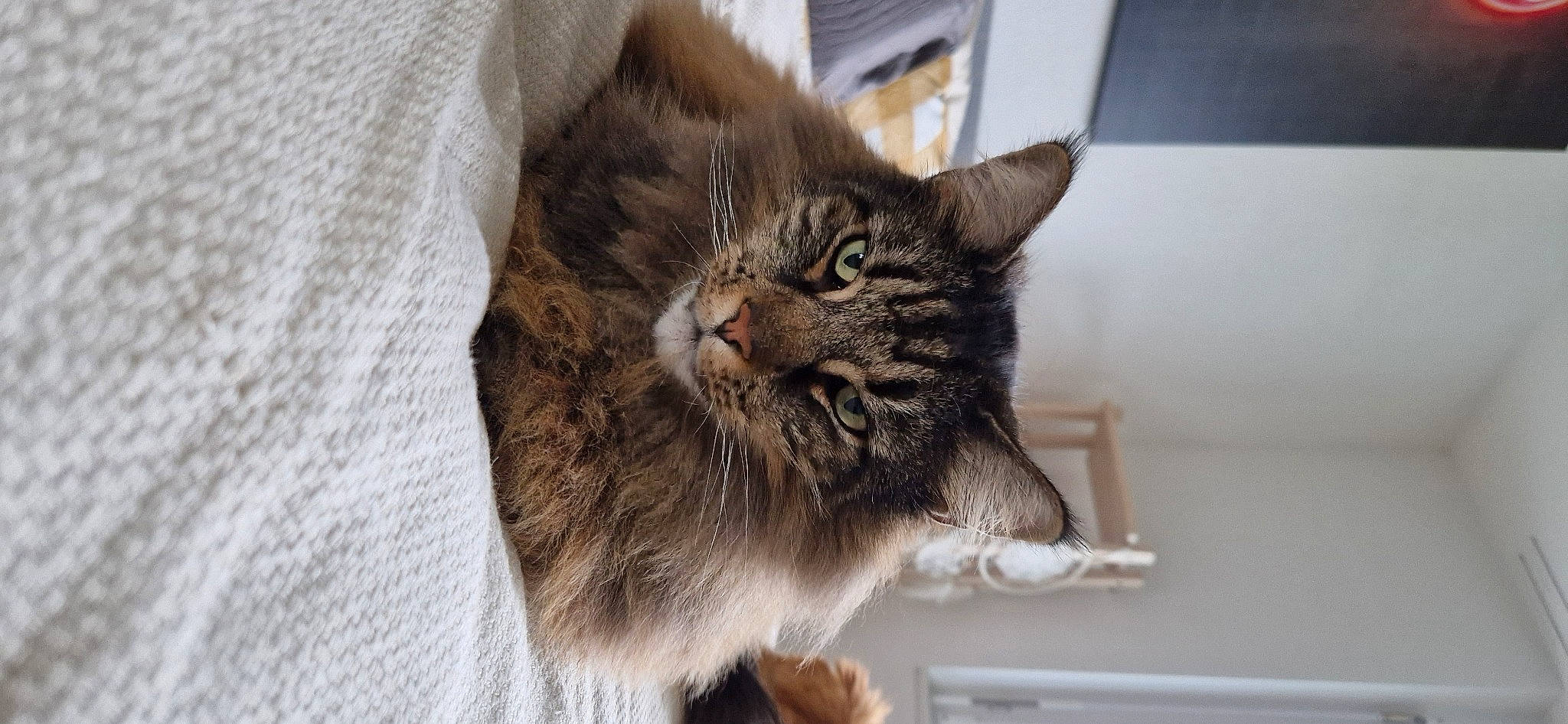 Zeus a rejoint le concours — aidez-le/la à gagner de superbes lots ! carnivore, cat, domestic_short_haired_cat, felidae, fur, small_to_medium_sized_cats, snout, terrestrial_animal, whiskers