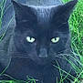 Pax is registered to the contest to win money with this photo: cat, black_cat, feline, pet, grass, outdoor, close_up, whiskers, ears, green_eyes, stare, portrait, fur, muzzle, nature, lying_down, domestic_cat, animal, backyard, wildlook