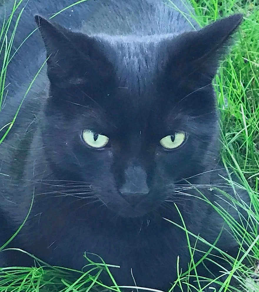 Pax is registered to the contest to win money with this photo: cat, black_cat, feline, pet, grass, outdoor, close_up, whiskers, ears, green_eyes, stare, portrait, fur, muzzle, nature, lying_down, domestic_cat, animal, backyard, wildlook