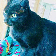 Pax is registered to the contest to win money with this photo: cat, black_cat, pet, feline, window, blanket, green_eyes, indoor, cozy, portrait, fur, whiskers, looking, side_profile, close_up, sitting, sunlight, windowsill, fabric, home