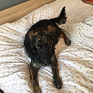 Myrtille participe au concours pour gagner de l'argent avec cette photo : carnivoran, dog, dog_breed, dog_breed_group, dog_like_mammal, fur, sporting_group, tail