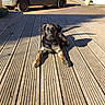 Myrtille participe au concours pour gagner de l'argent avec cette photo : dog, dog_breed, dog_like_mammal, floor, flooring, outdoor_structure, road_surface, snout, wood