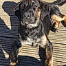 Myrtille participe au concours pour gagner de l'argent avec cette photo : dog, dog_breed, dog_breed_group, dog_like_mammal, fur, snout, sporting_group