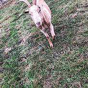 Rosalie a rejoint le concours — aidez-le/la à gagner de superbes lots ! fauna, fawn, goat, goats, grass, horn, livestock, pasture
