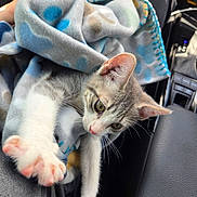 Yuki joined the competition — help win amazing prizes! cat, kitten, gray_and_white, pet, animal, paw, whiskers, ears, eyes, blanket, car, vehicle_interior, seat, dashboard, cozy, sleeping, relaxed, close_up, portrait, cute