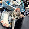 cat, kitten, gray_and_white, pet, animal, paw, whiskers, ears, eyes, blanket, car, vehicle_interior, seat, dashboard, cozy, sleeping, relaxed, close_up, portrait, cute