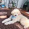 bottle, cozy, cream_color, cute, dog, floor, fluffy, harness, home, indoor, living_room, metal_cart, pet, plant, puppy, relaxed, rug, slippers, sunlight, wood_floor