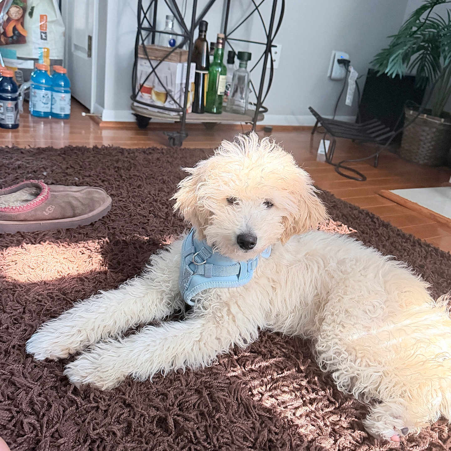 Apollo